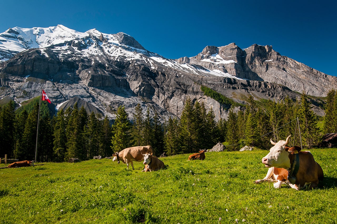 cows at a grace